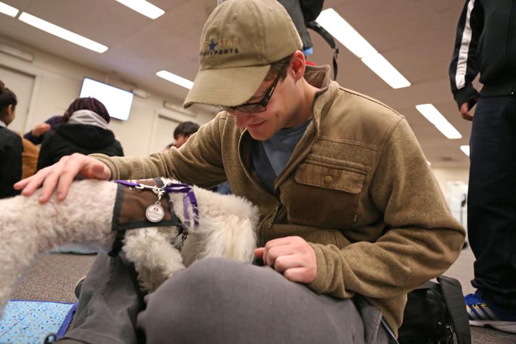 Therapy dogs help students de-stress from school | Gallery ...