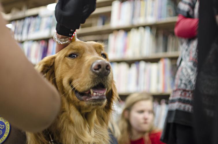 Dogs arrive at Central Library to ease students' stress | Gallery ...