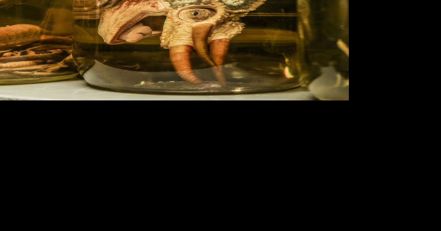 Photos: UTA Herpetology museum showcases amphibian, reptile specimens ...