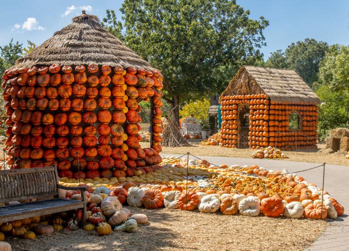 The Dallas Arboretum and Botanical Garden gives guests a rich taste of fall
