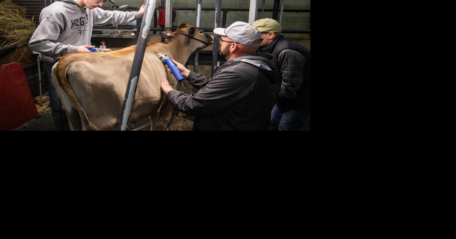 ‘It’s just a passion’: Behind the scenes with stock show animal ...