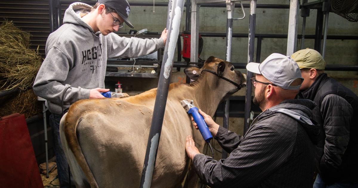 ‘It’s just a passion’: Behind the scenes with stock show animal ...