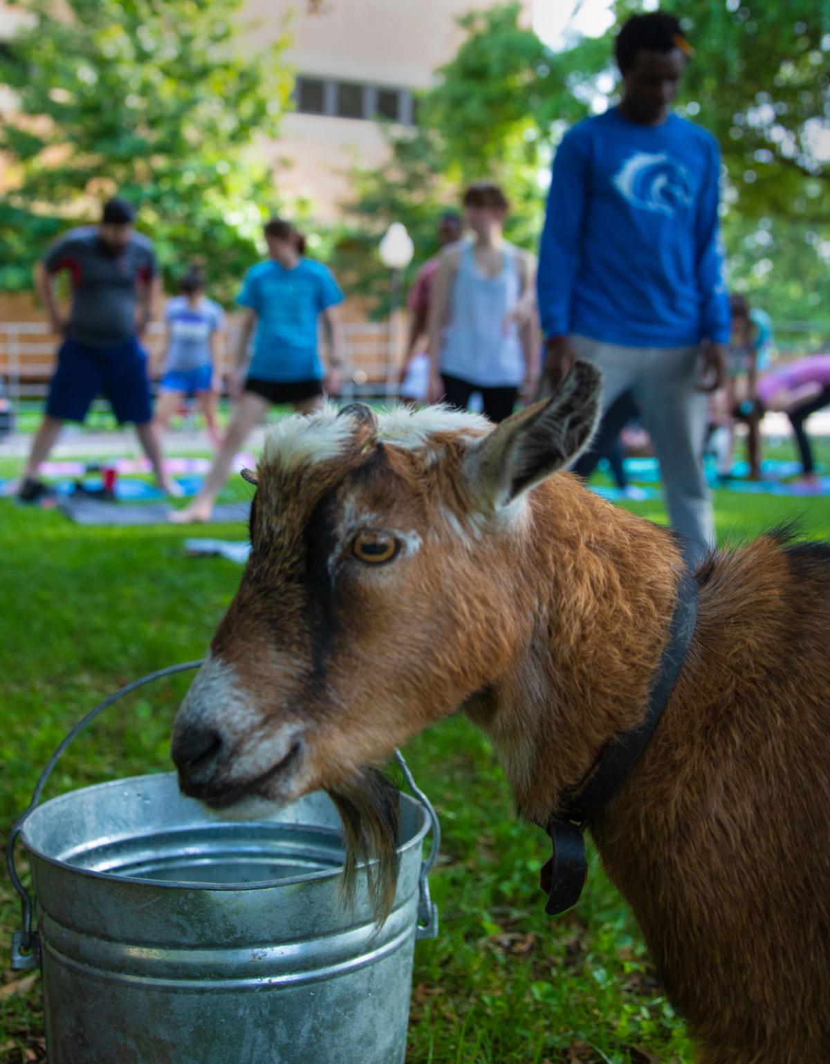 Goat yoga helps students de-stress before finals | Gallery ...