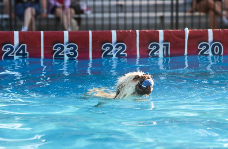 Rescue dogs compete in stunt show at State Fair of Texas | City ...