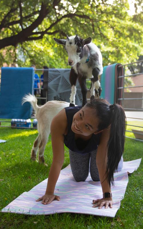 Goat yoga helps students de-stress before finals