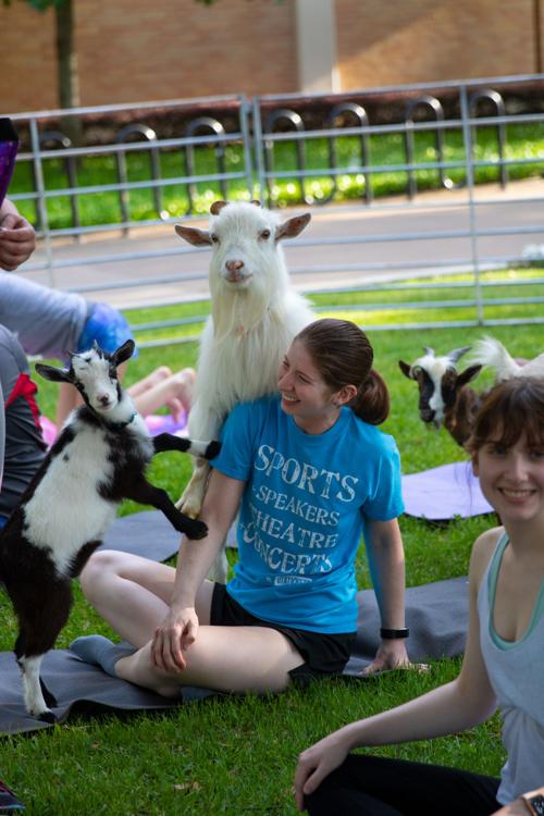 Goat yoga helps students de-stress before finals