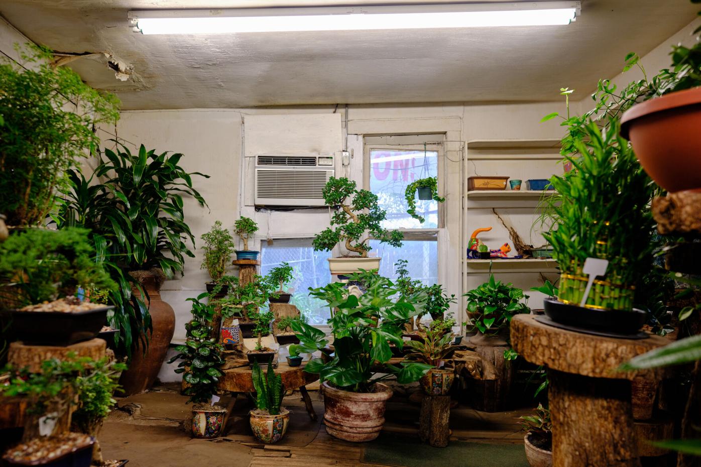 Beautiful, dedicated slowness: exploring bonsai's peaceful roots | Life +  Entertainment | theshorthorn.com