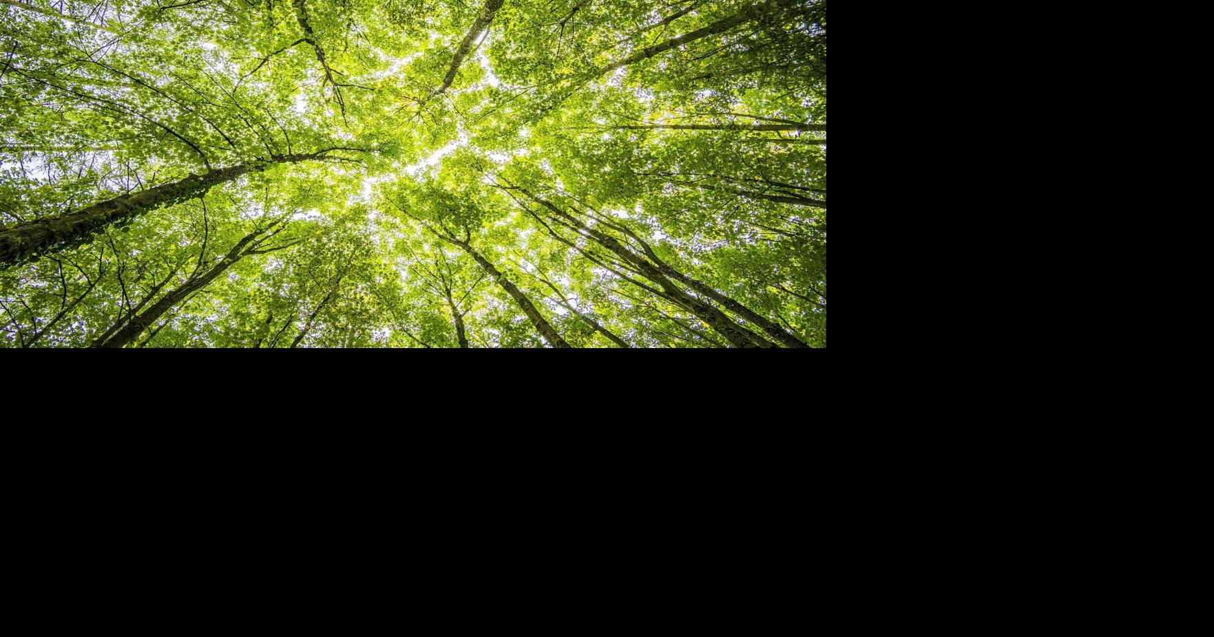 A look at the environment-related bills currently at work in the General Assembly | Politics