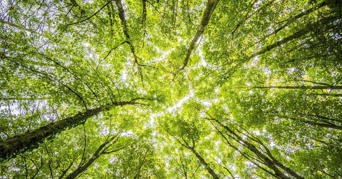 A look at the environment-related bills currently at work in the General Assembly | Politics A look at the environment-related bills currently at work in the General Assembly | Politics