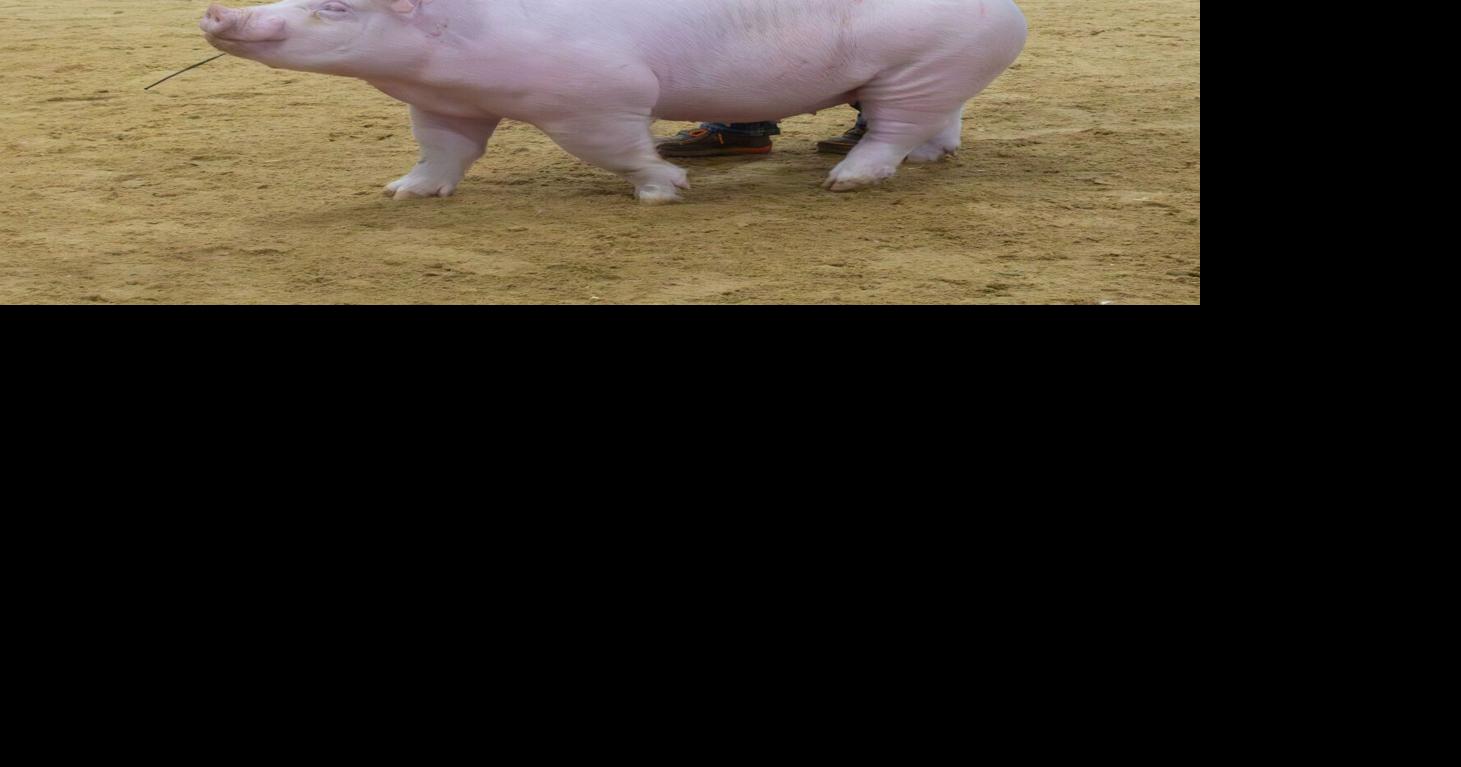 The next generation of Morgan County swine showmen have entered the ...