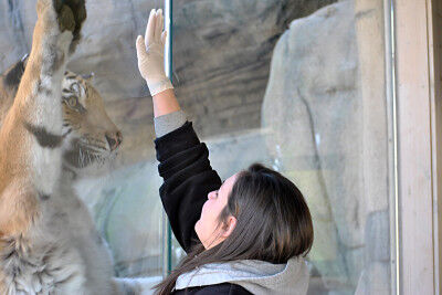 Indianapolis Zoo hopes rare tiger birth may help conserve species