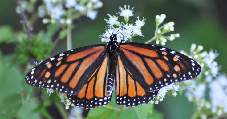 Another former railbed turned walking trail has more Hoosiers heading outside - Vimarsana News