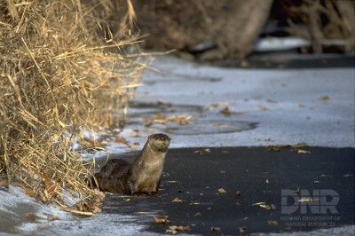 River otters thriving now in Indiana | Politics | thestatehousefile.com