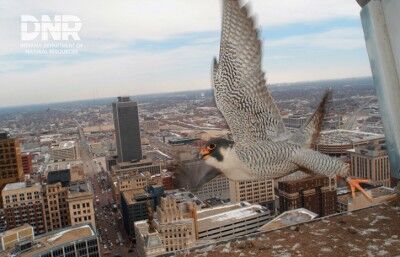 The remains of a familiar Capitol peregrine falcon found in Lincoln yard