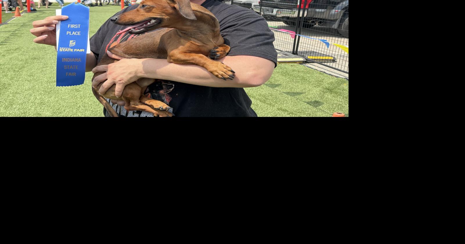 A wiener dog named Skinny Lenny wins the Indiana State Fair's latest doxie derby