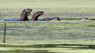 River otters thriving now in Indiana | Politics | thestatehousefile.com