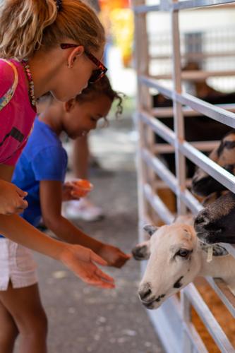 These city kids count goats to fall asleep before visiting the fair