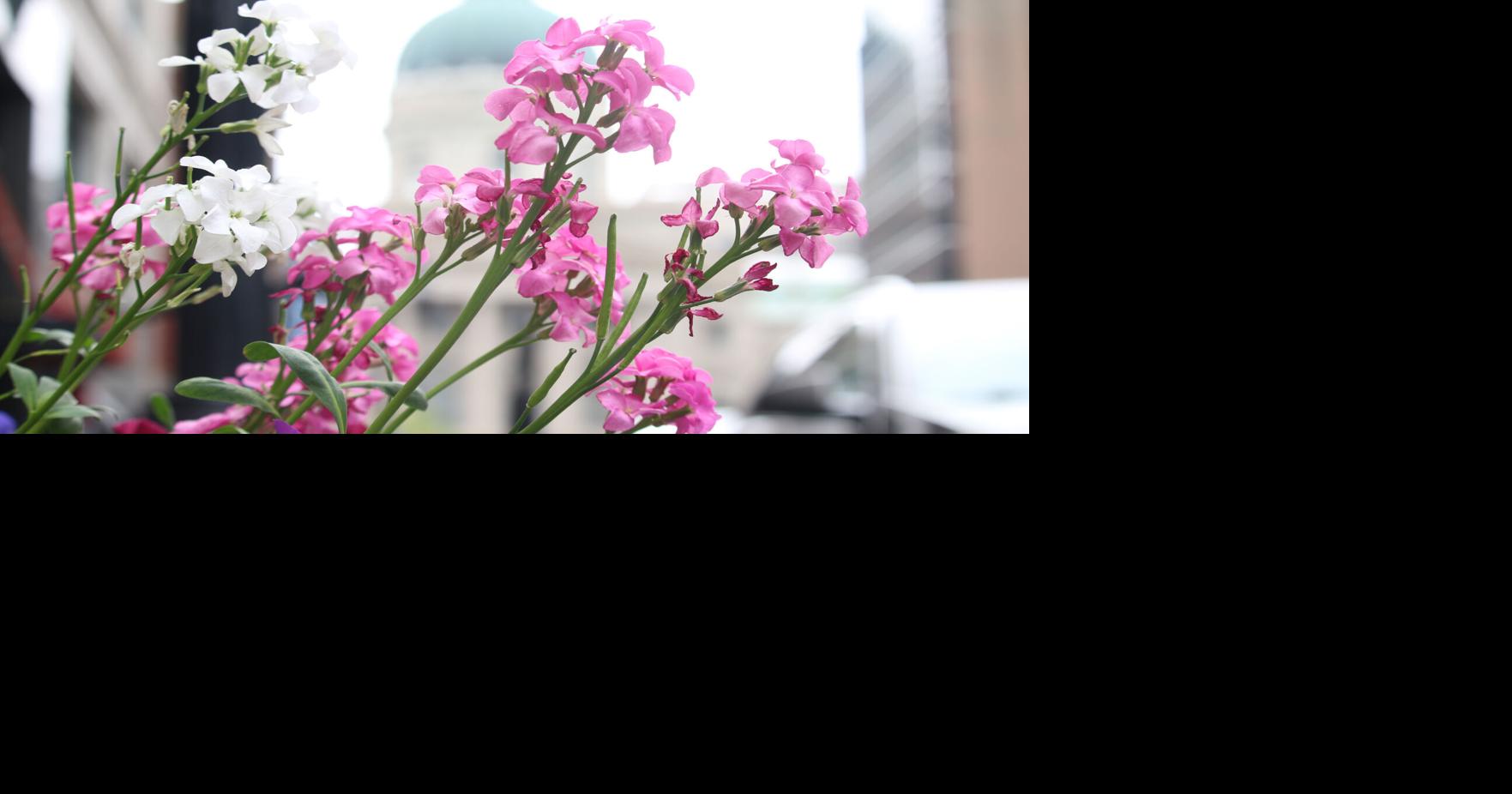 Despite many challenges, IU study finds local news reporting in Indiana is growing