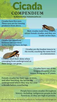 Cicadas: They're loud, they're proud, they're in a weird ...