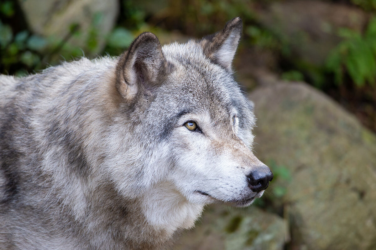 Parc Omega Where animals invite visitors into their habitats