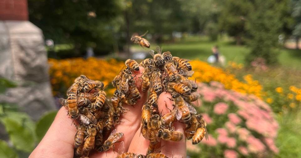 Urban bees and what they can tell us