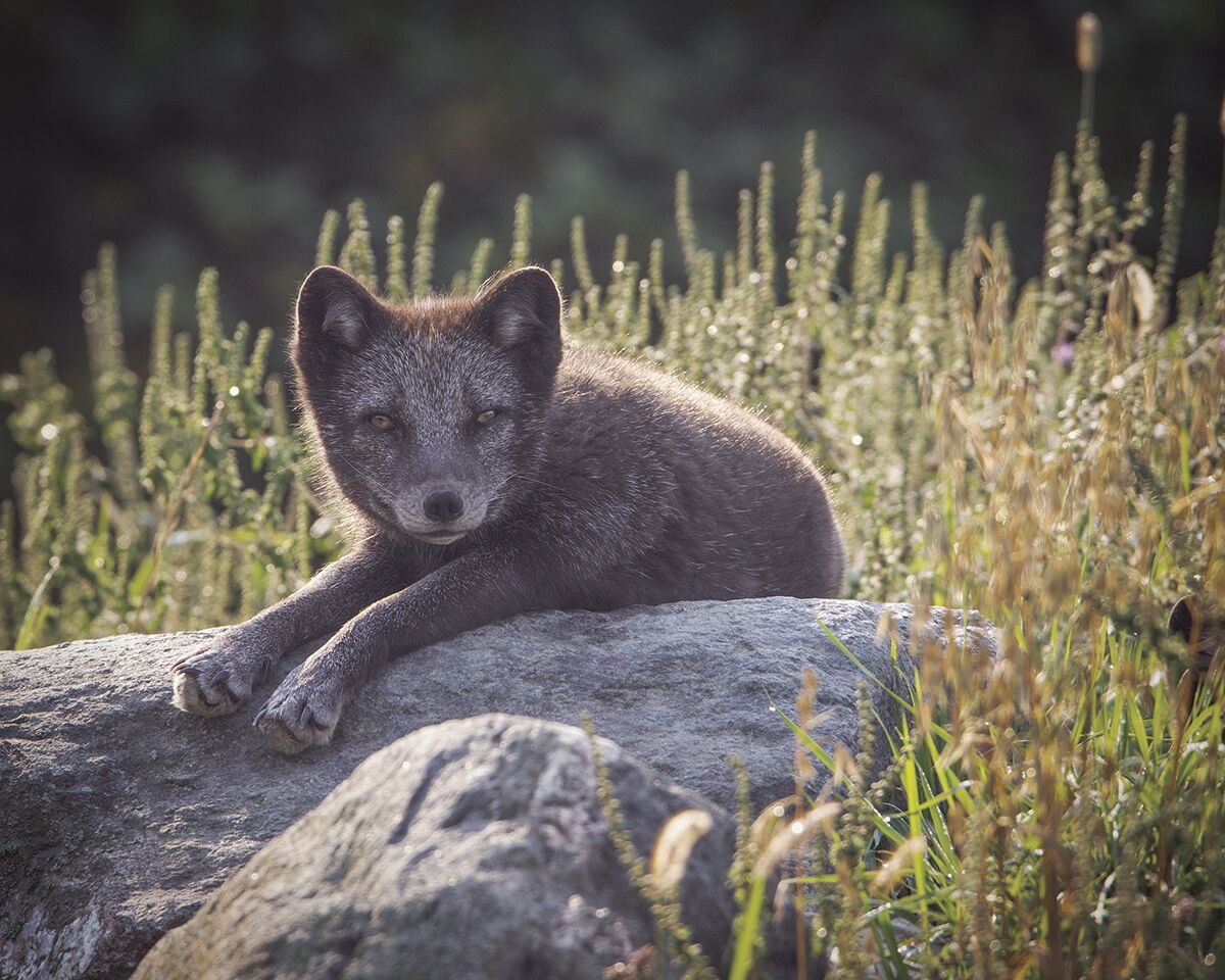 Parc Omega Where animals invite visitors into their habitats