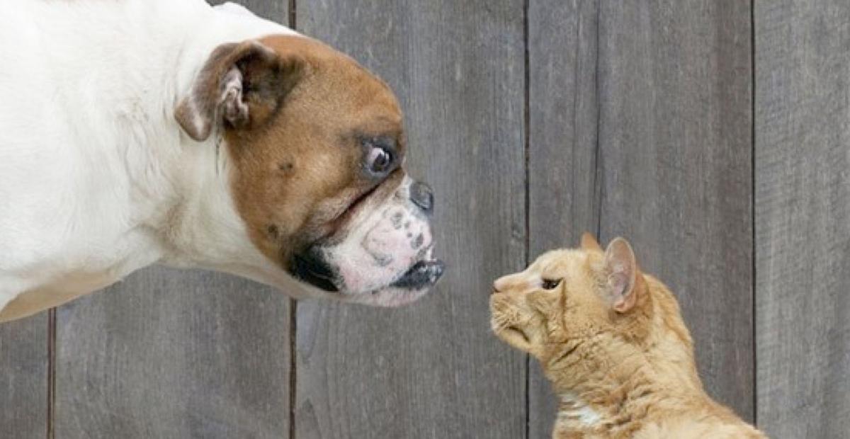 Judie Amyot They Re Fighting Like Cats And Dogs Judie Amyot Pet