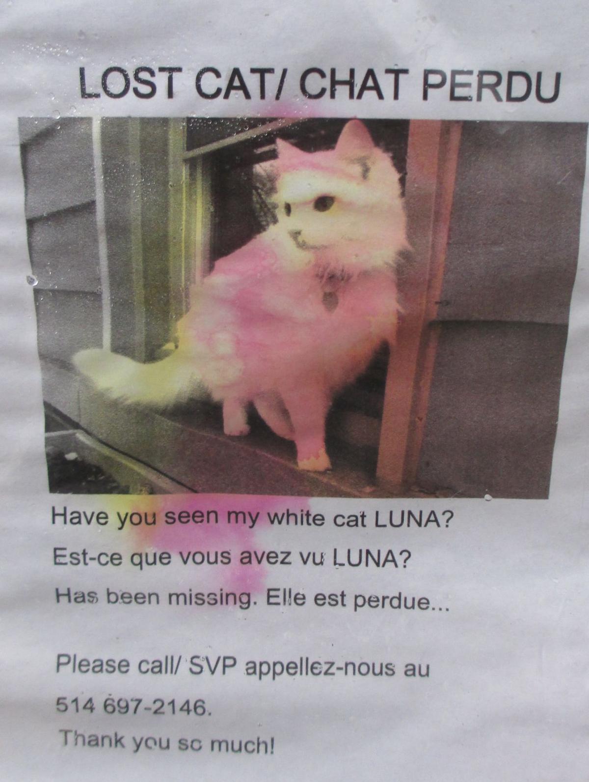 Kirkland Resident Worried Over Increase In Missing Cats West