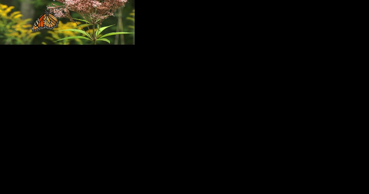 Ten-day International Monarch Monitoring Blitz begins July 28 - Vimarsana News