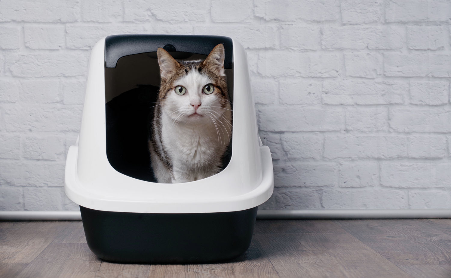 reject shop cat litter tray