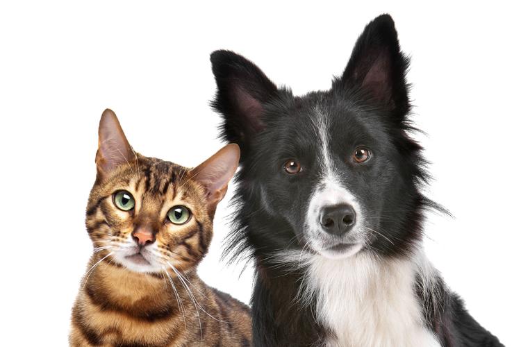 are cats less affectionate than dogs