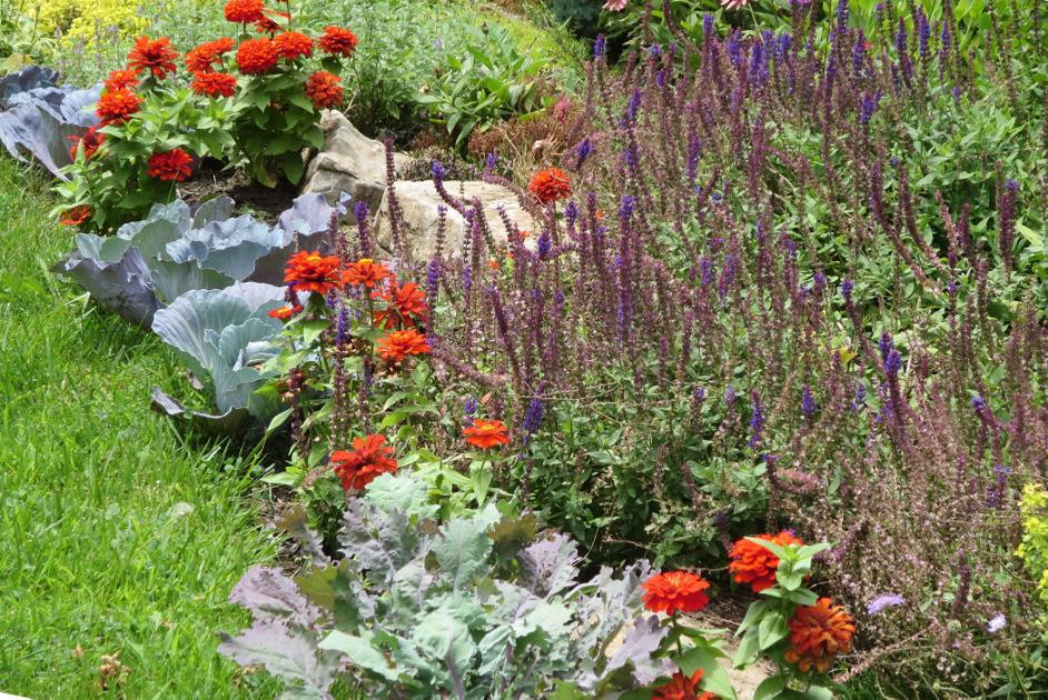 Avoid These Common Pitfalls When Starting Plants From Seed Indoors Elaine Sanders Gardens And Landscaping Thesuburban Starting Plants From Seed Indoors