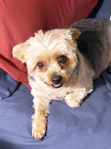 Judie Amyot: A little Yorkshire pudding | Judie Amyot Pet ...