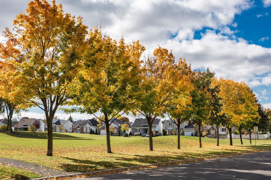 Noise And Tree Bylaws Amended Laval News Thesuburban Com