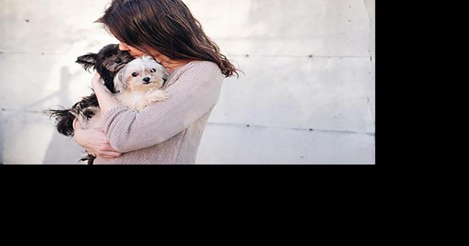 More than 70 dogs liberated and available for adoption | Pets ...