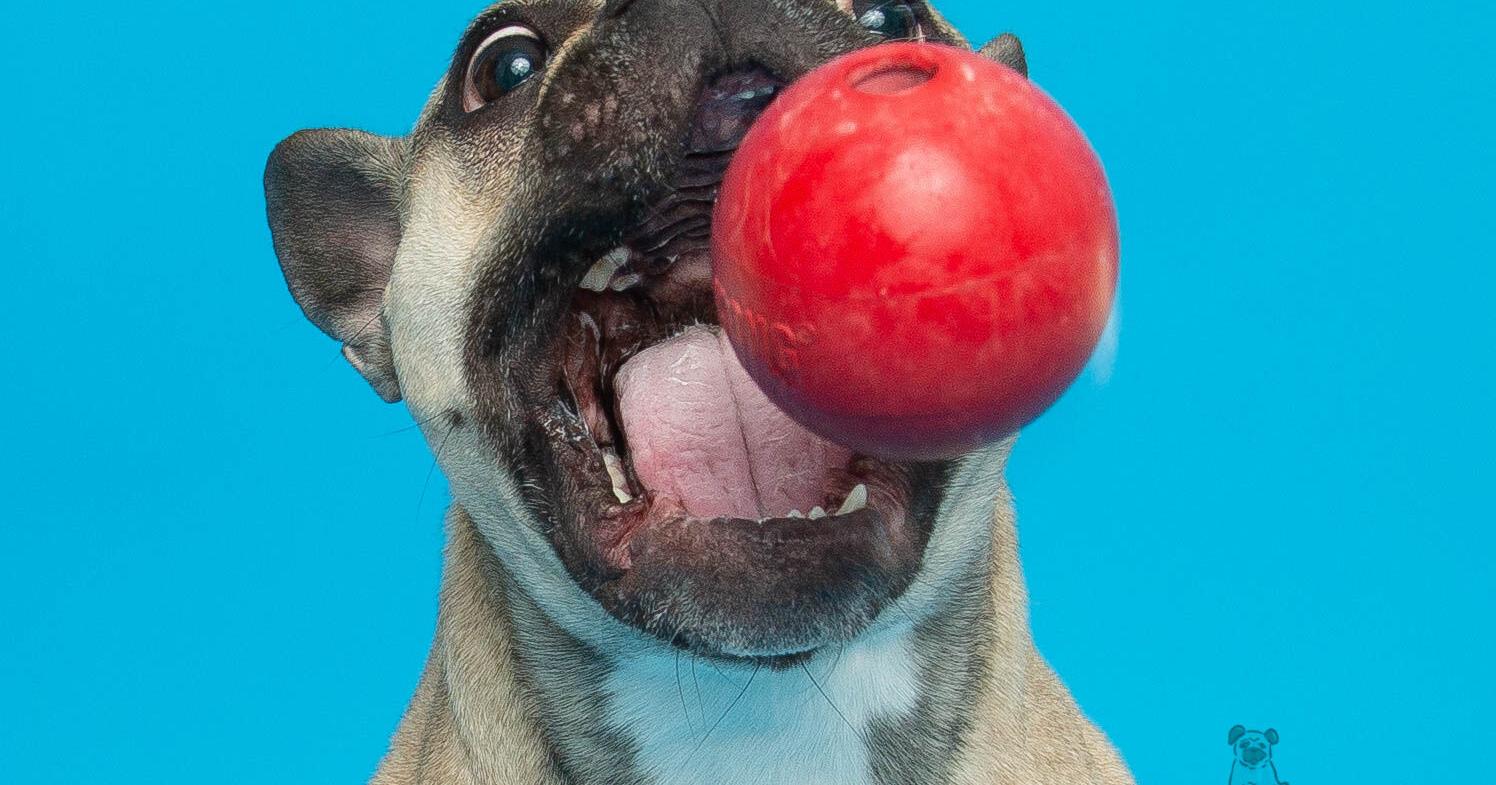 Say cheese: Trisha Langill just loves photographing animals - Vimarsana News
