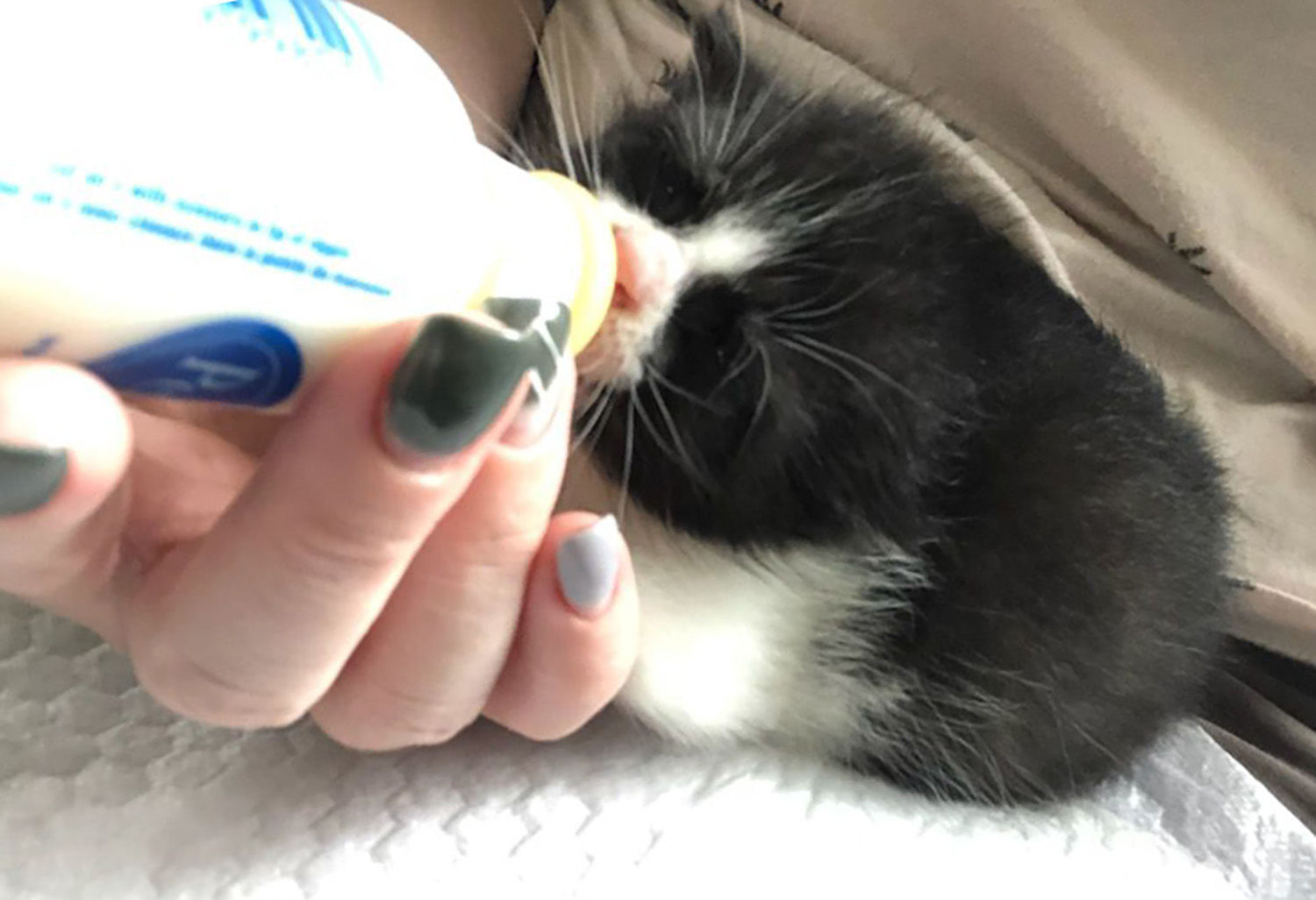 Fostering kittens helps local shelter - Vimarsana News