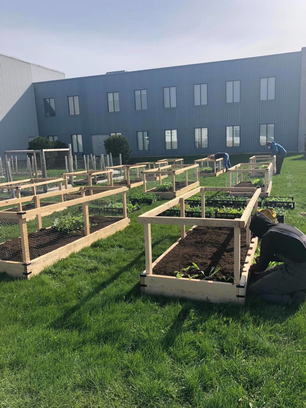 West Island Solidarity Gardens are back - Vimarsana News