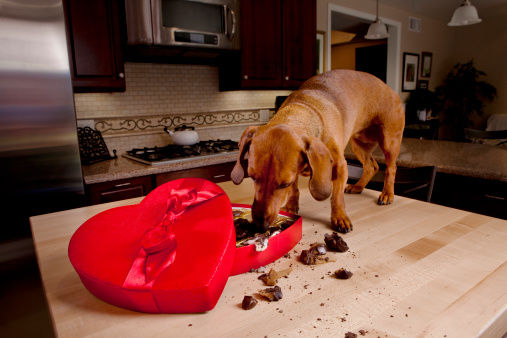 Why your dog should not eat chocolate Pet Talk thesuburban