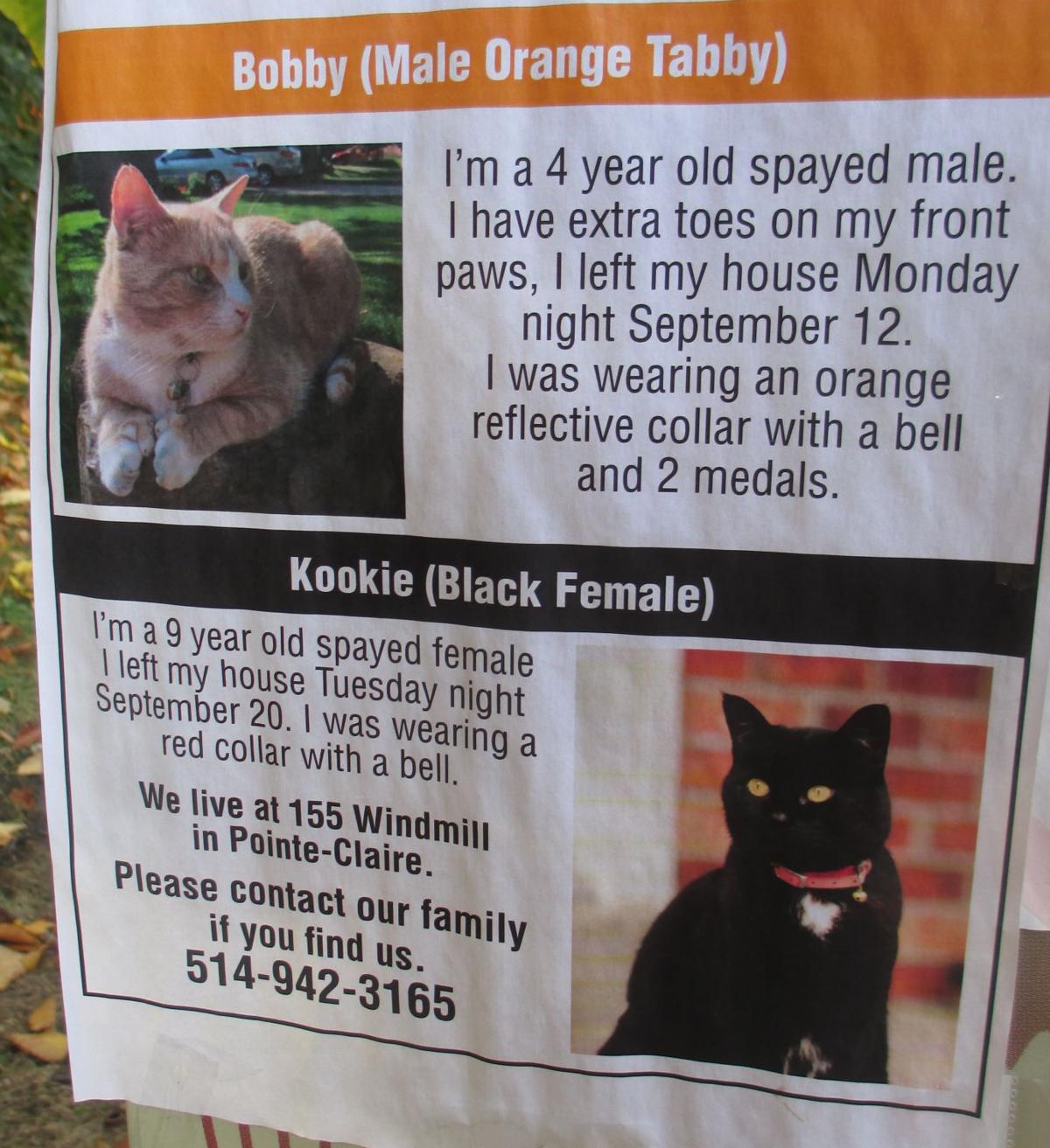 Kirkland Resident Worried Over Increase In Missing Cats West