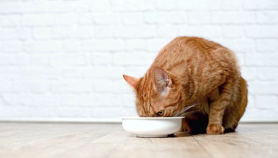 Cat low protein diet sale