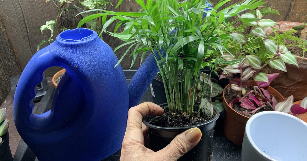 Elaine Sanders: Indoor gardening activities offer therapeutic benefits during a long, cold winter |  Elaine Sanders ‹ Gardens and Landscaping