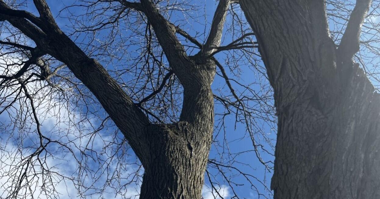 Pointe-Claire resident demands tree city maintenance on his property - Vimarsana News