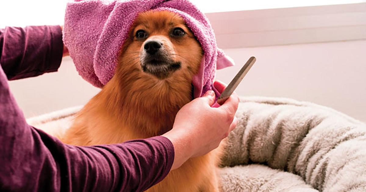 Dog grooming advice to keep pets clean and healthy