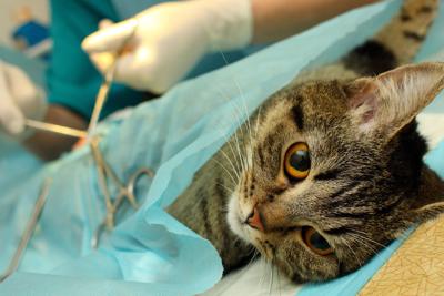 Wallpaper Spca Receives Six Figure Grant From Petsmart Charities Of Canada For Free