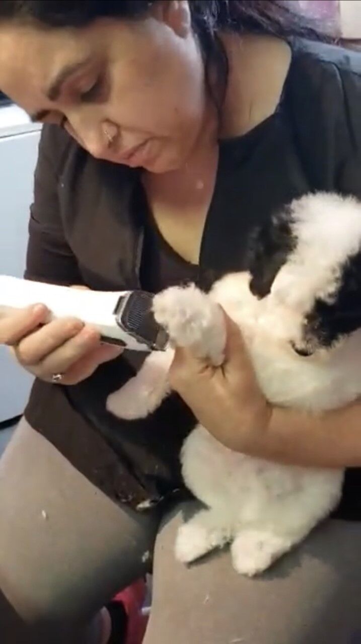 essential dog grooming