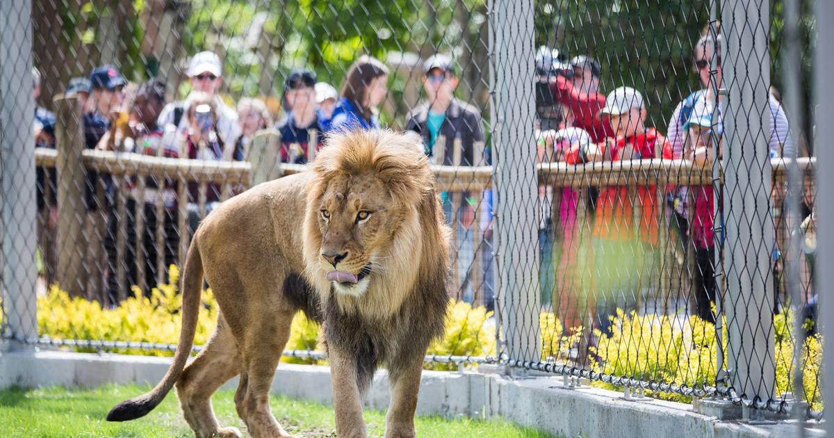 Lions, and even dinosaurs, roar within the maze of wild animals at the Zoo  de Granby | Lifestyles 
