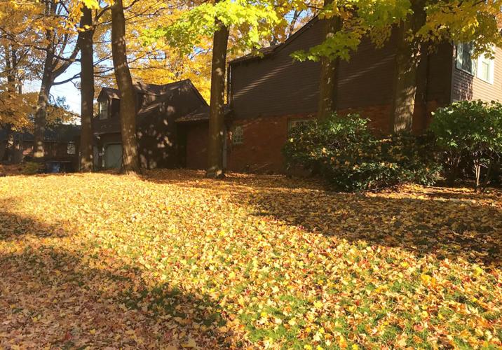 Elaine Sanders: Learn to love your fallen leaves to benefit your lawn and garden