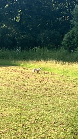 coyote