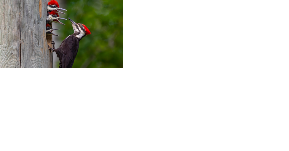SADB adopts Pileated Woodpecker as emblematic bird - Vimarsana News